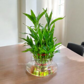 Home 101 Three Layer Lucky Bamboo Plant