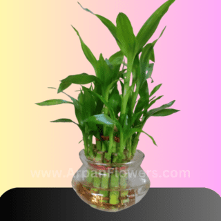 2 layer lucky bamboo plant online delivery in raipur