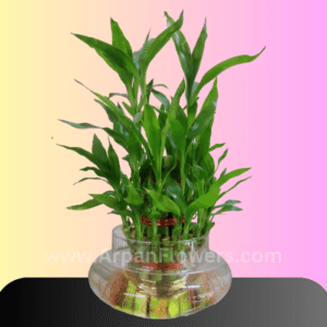 3 layer lucky bamboo plant online delivery in raipur