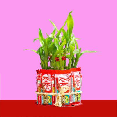 Two Layered Lucky Bamboo With Chocolate