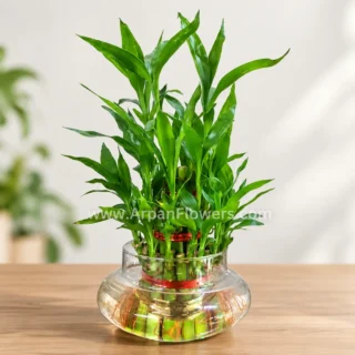 Three Layer Lucky Bamboo Plant