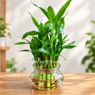 Two Layer Lucky Bamboo Plant