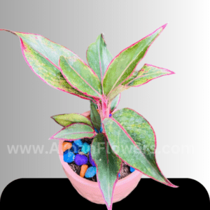 Aglaonema Plants With Pot online plant delivery