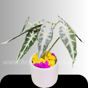 Alocasia Plant with Pot online flower delivery in raipur