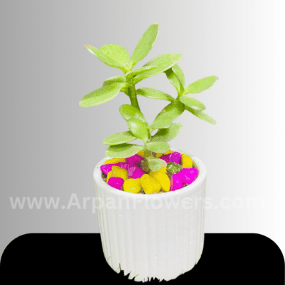 Crassula Plants With White Pot