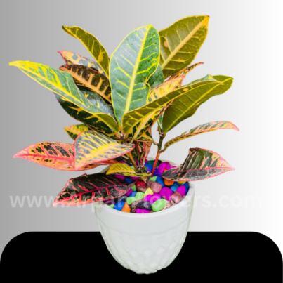 Croton Plant free delivery plant in raipur