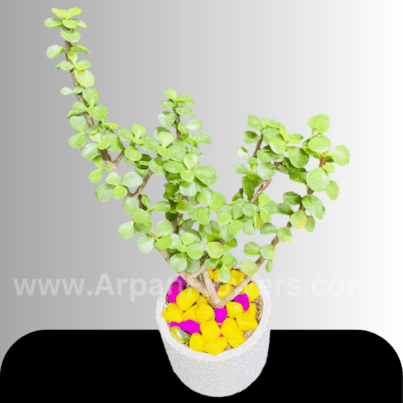 Jade Plant With Pot online plant delivery in raipur