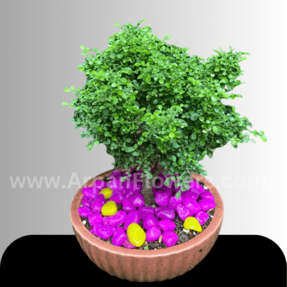 Murraya Plant online plant delivery in raipur