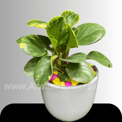 Peperomia Plants with Pot online plant delivery in raipur