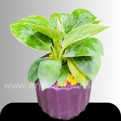 Philodendron Birkin a Pot