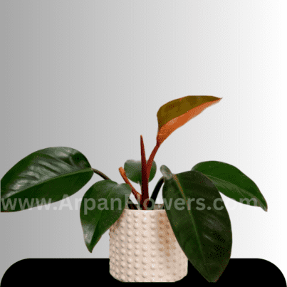 Philodendron black With Pot online plant delivery