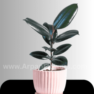 Rubber Plant With Pot online plant delivery