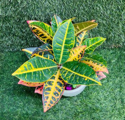 Croton Plant - Image 2