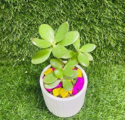 Crassula Plants With White Pot - Image 2