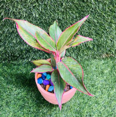 Aglaonema Plants With Pot - Image 2