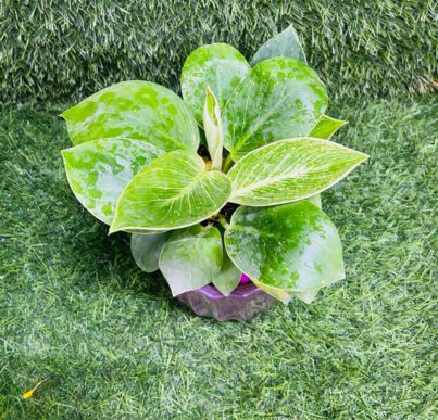 Philodendron Birkin a Pot - Image 2