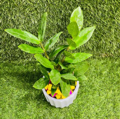Zamia Plant with Pot - Image 2