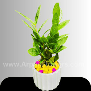 Zamia Plant with Pot online flower delivery