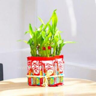 Two Layer Lucky Bamboo Plant With Chocolate