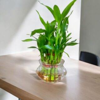 Two Layer Lucky Bamboo Plant