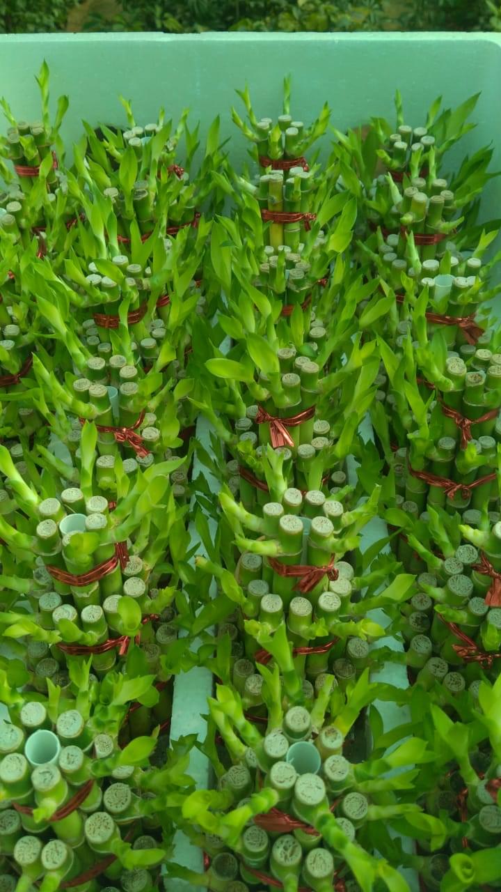 Two Layer Lucky Bamboo Plant - Image 3