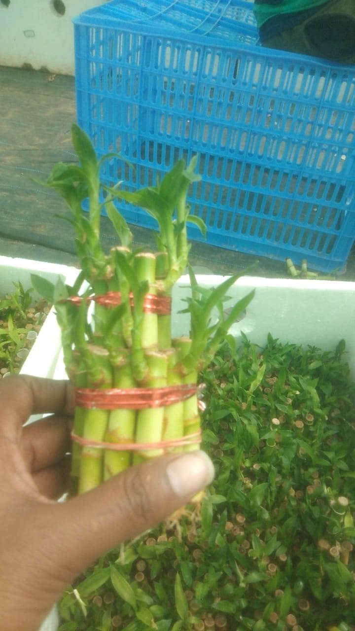 Two Layer Lucky Bamboo Plant - Image 2