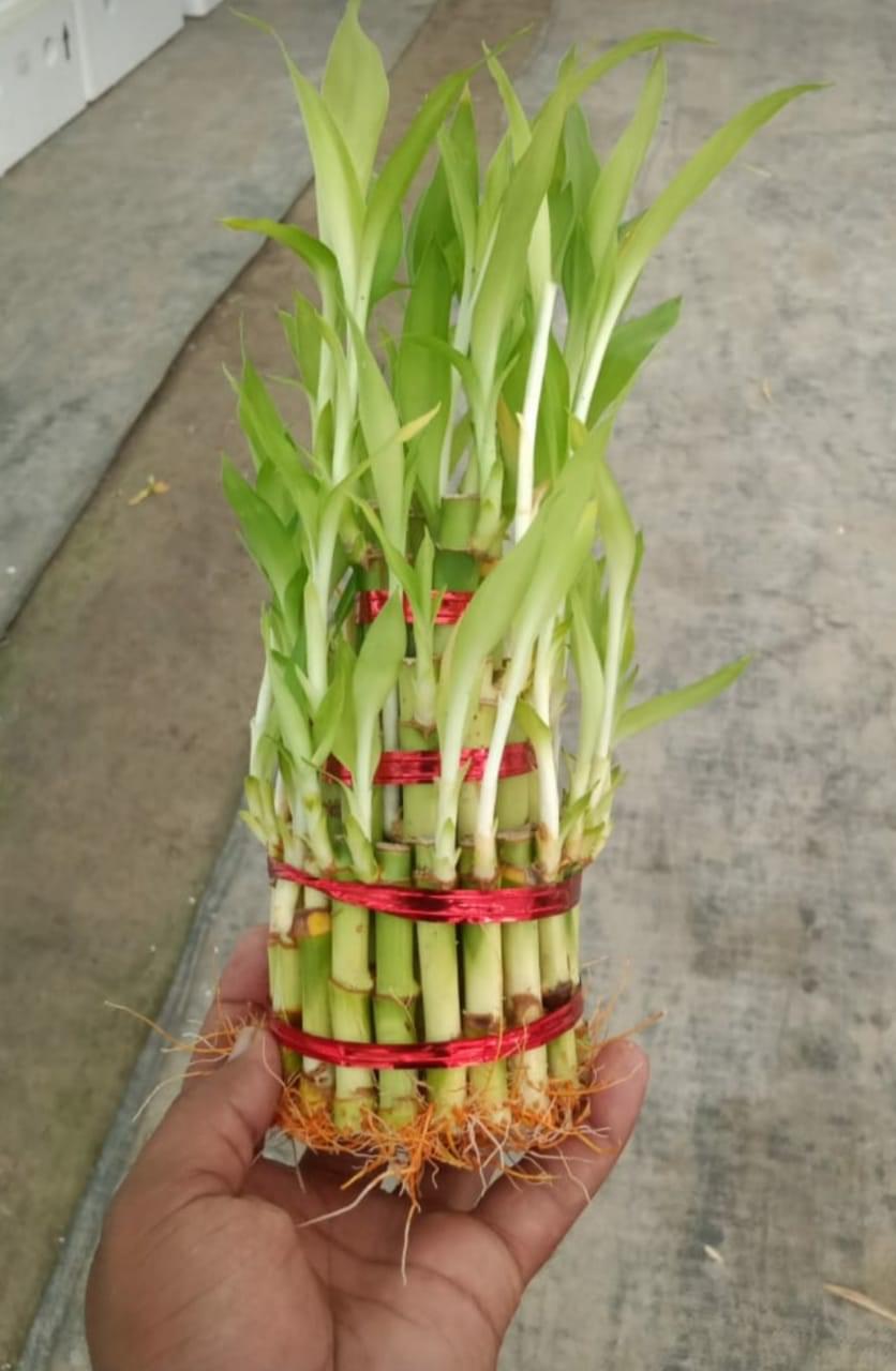 Three Layer Lucky Bamboo Plant - Image 2