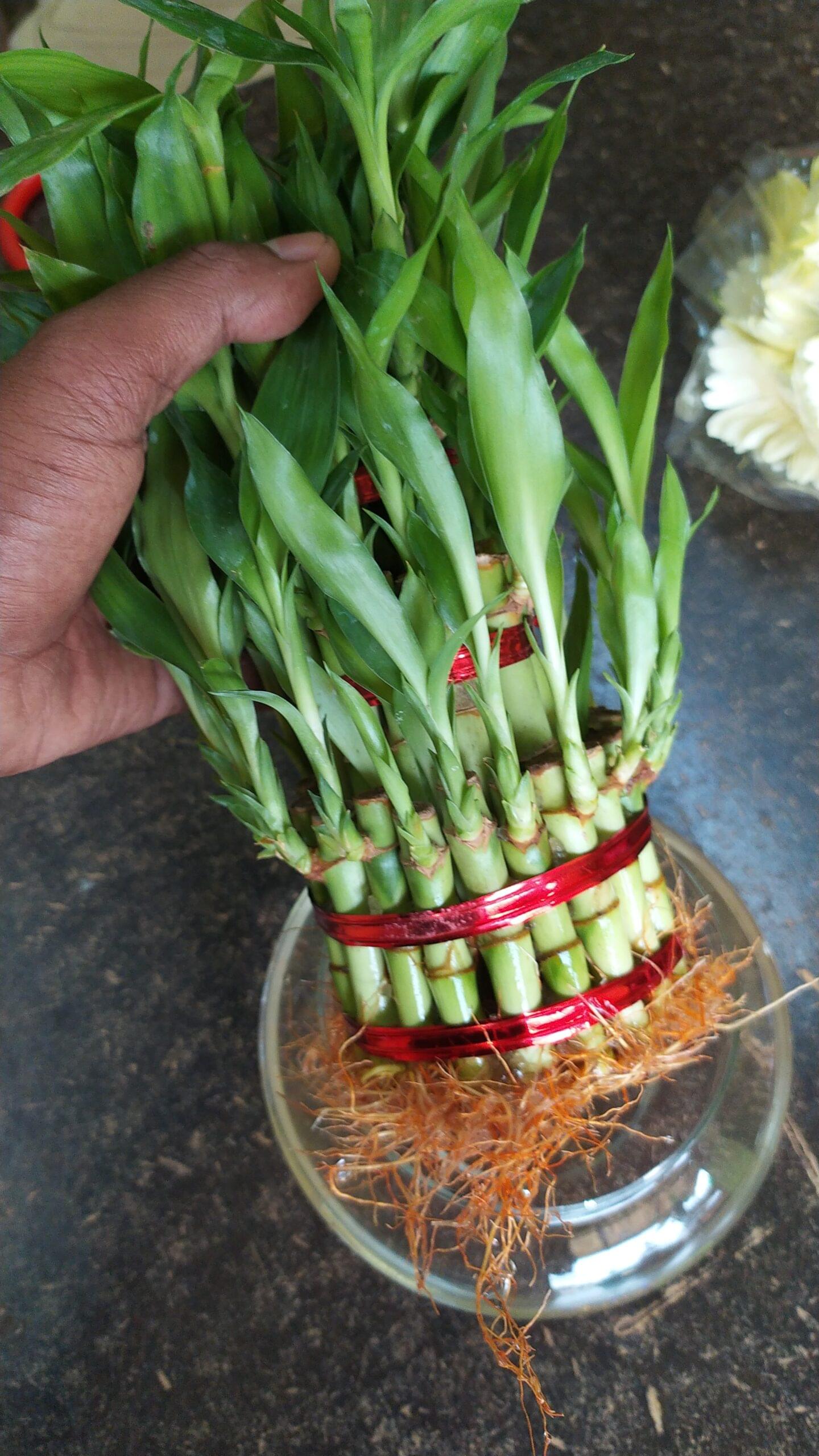 Three Layer Lucky Bamboo Plant - Image 3