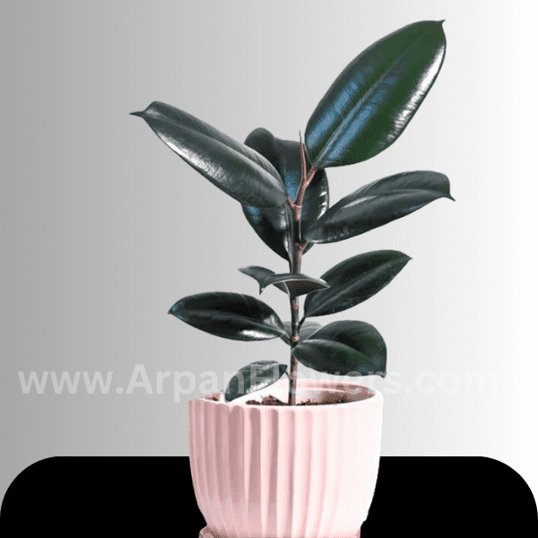 Rubber Plant With Pot 1 Rubber Plant With Pot online plant delivery